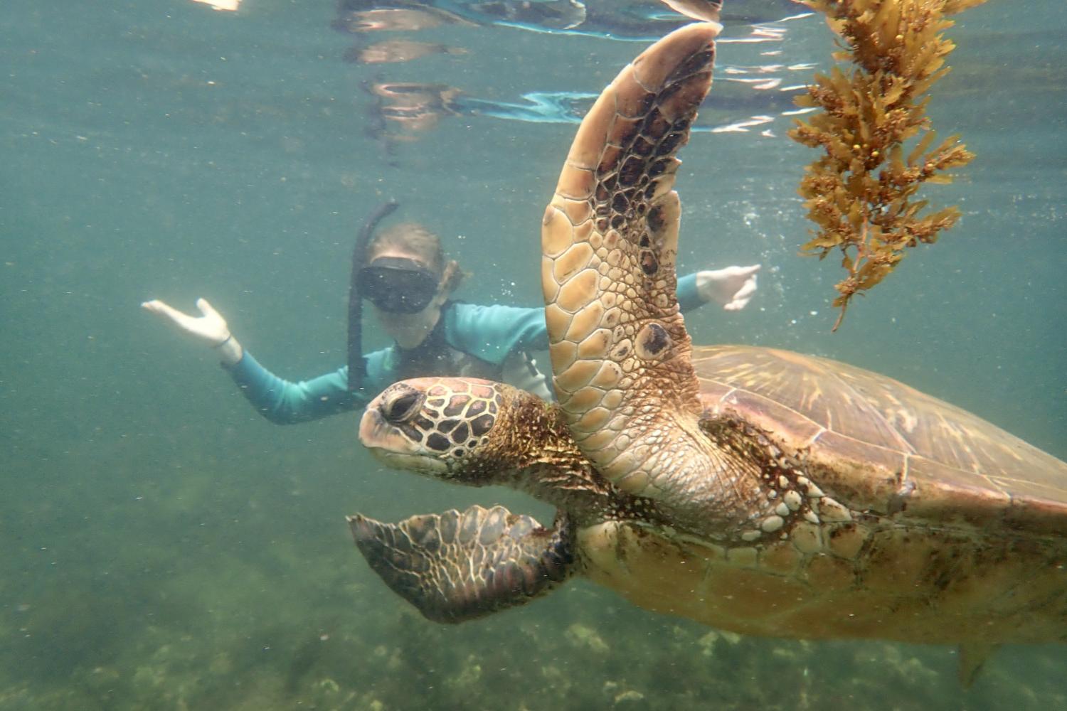 一名<a href='http://hui.hbwendu.org'>全球十大赌钱排行app</a>学生在Galápagos群岛游学途中与一只巨龟游泳.